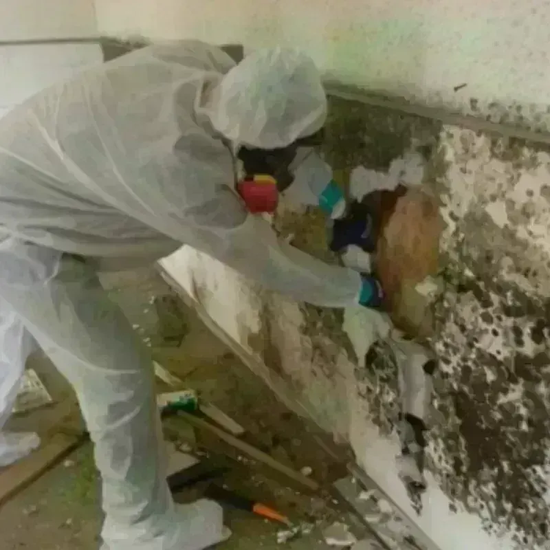 Mold Remediation and Removal in Milbridge, ME